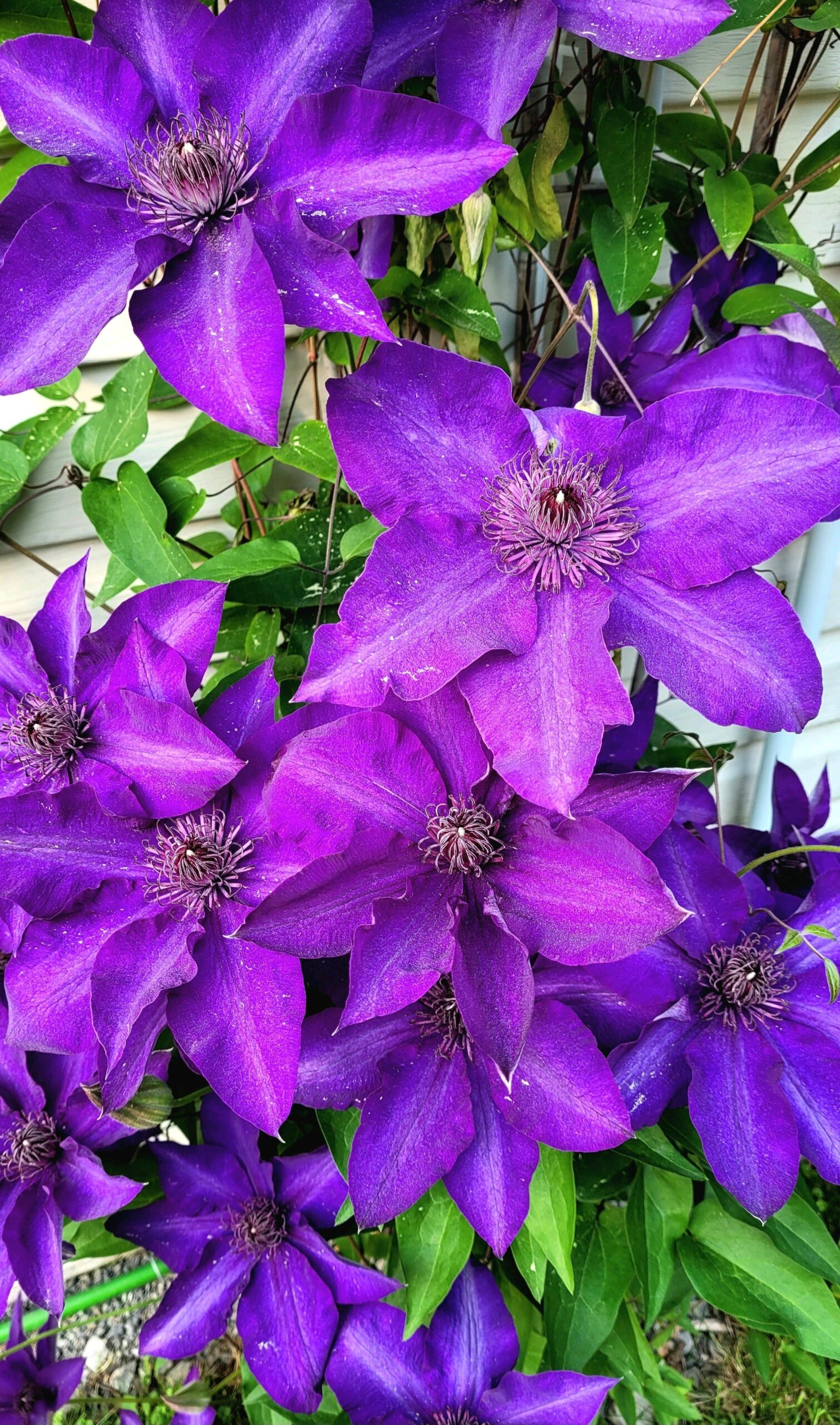 Purple flowers