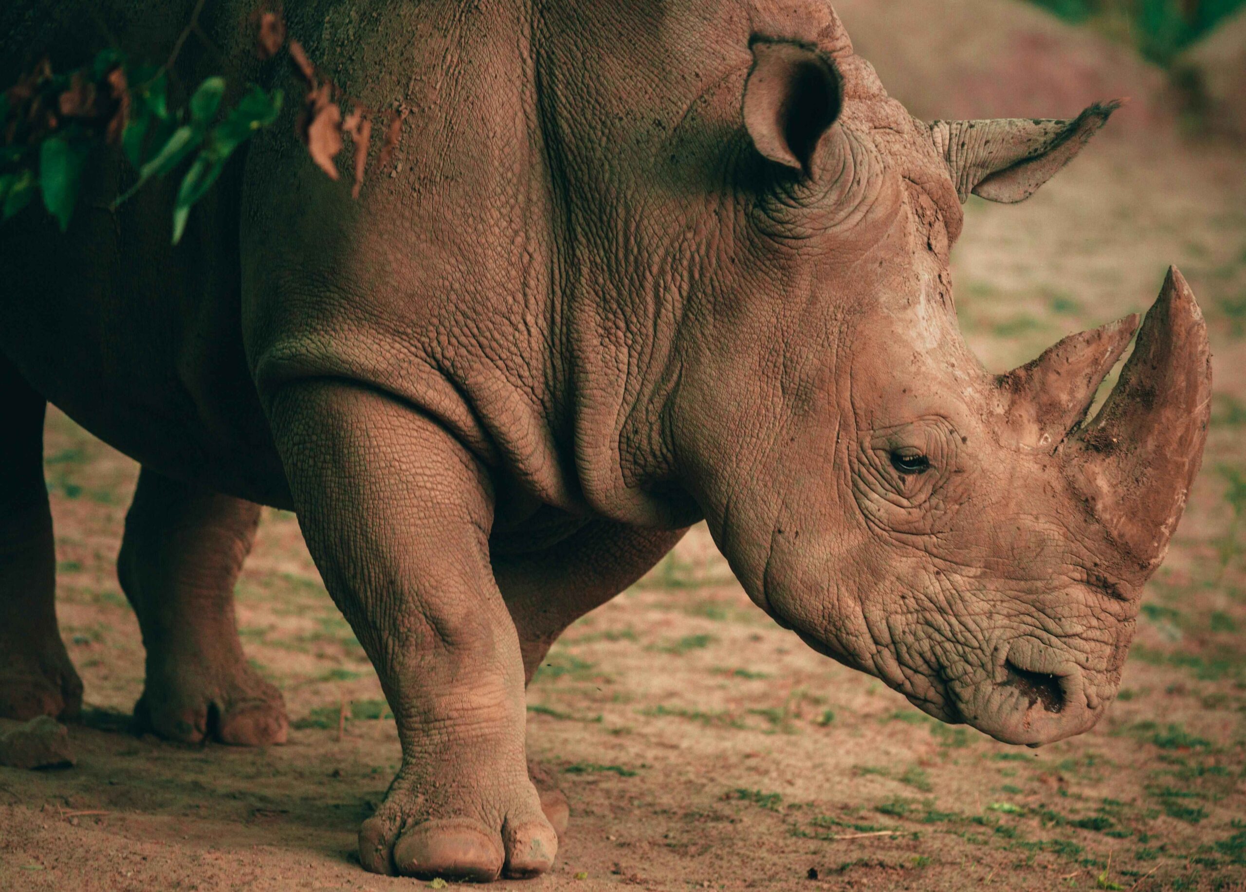 Picture of a rhino