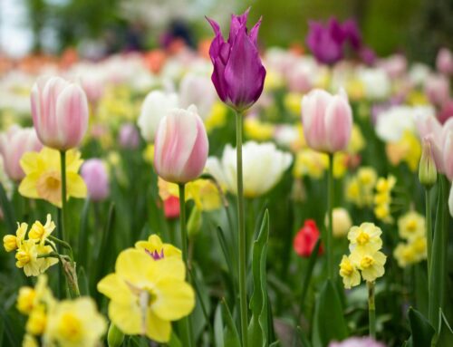 Spring Reset: Embracing the Energy Shift Into a New Season