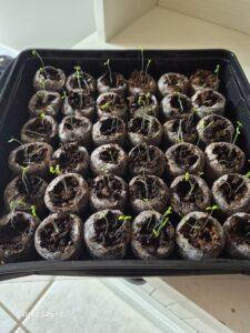 seedlings 2025