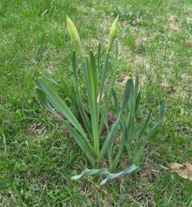 daffodils sprouting