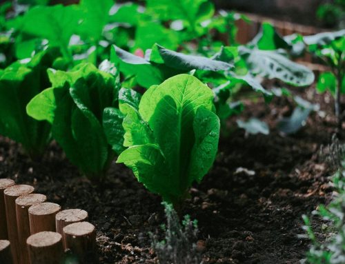 Spring Vegetable Gardening for Beginners: Small Garden + Our Hydroponics Journey