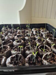 seedlings
