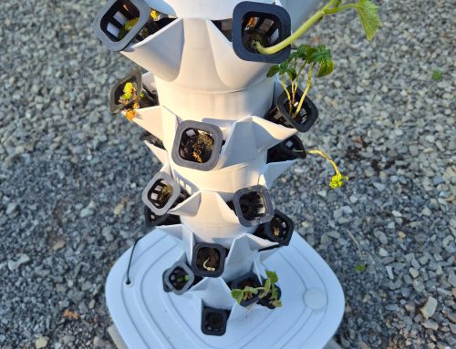 Hydroponic Gardening Journey So Far