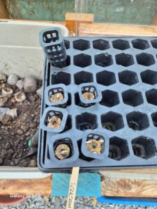 hydroponics pods