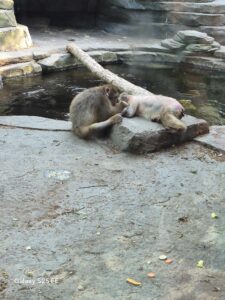 Granby monkey